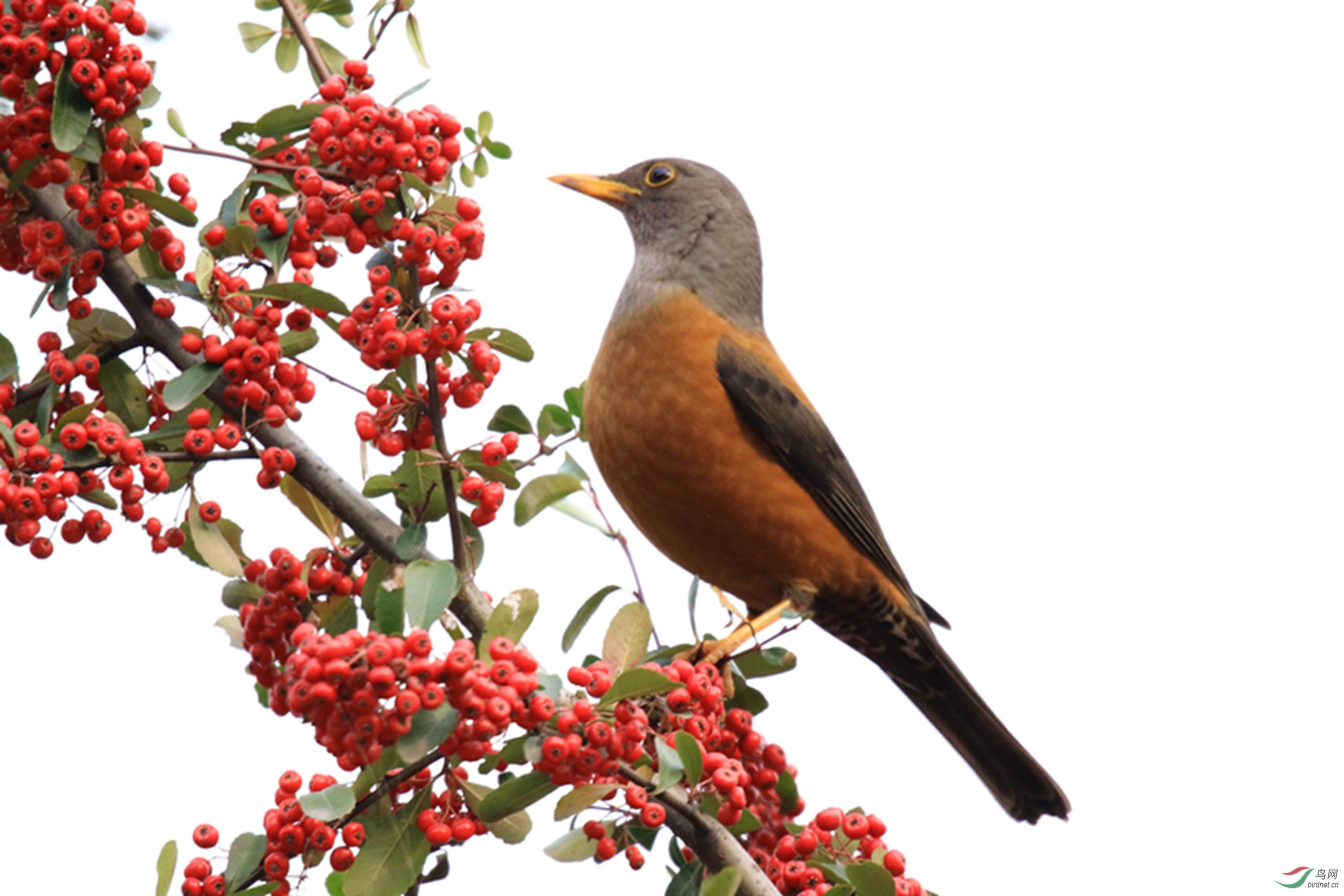 灰头鸫的红果