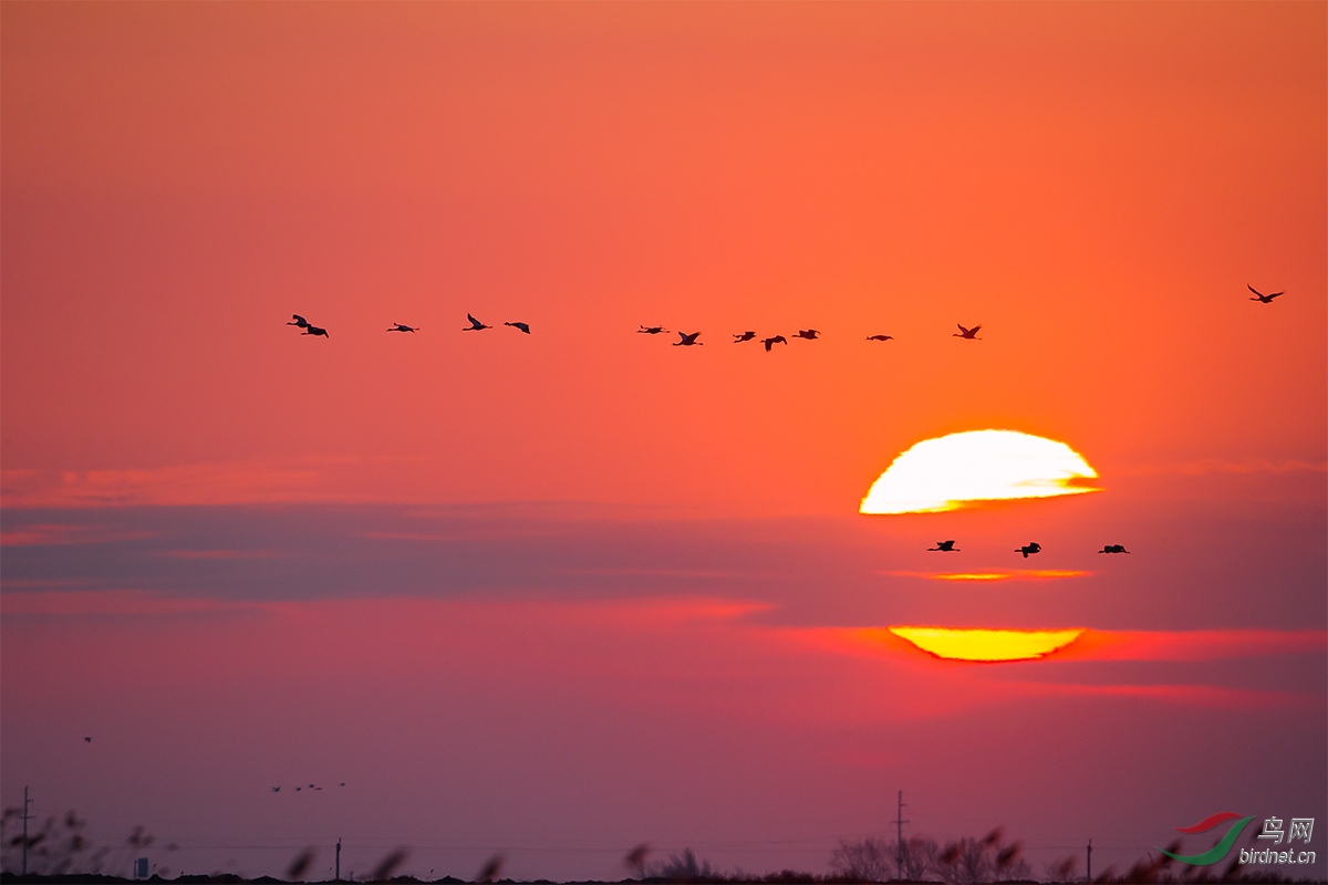 鹤迎朝霞(祝贺老师佳作荣获首页精华)