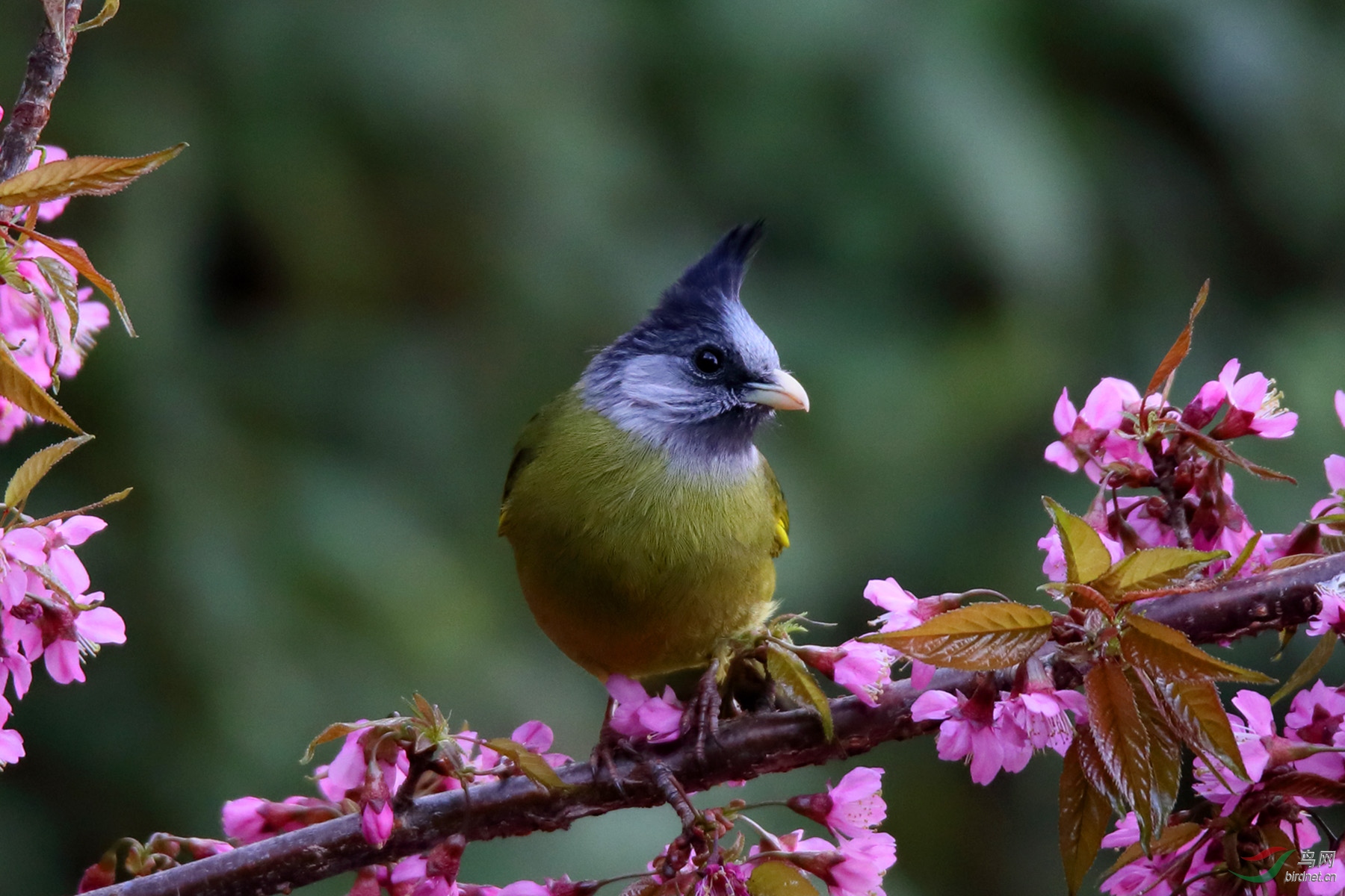 花鸟图 —— 凤头雀嘴鹎