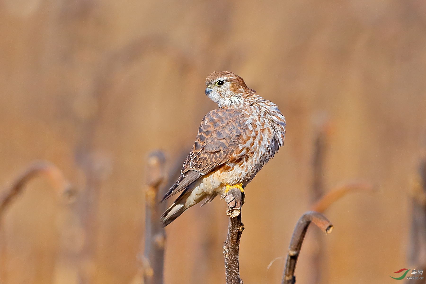 雕鸮最美瞬间索尼微单a6500招募体验不老屯记忆贺图4获首页精华