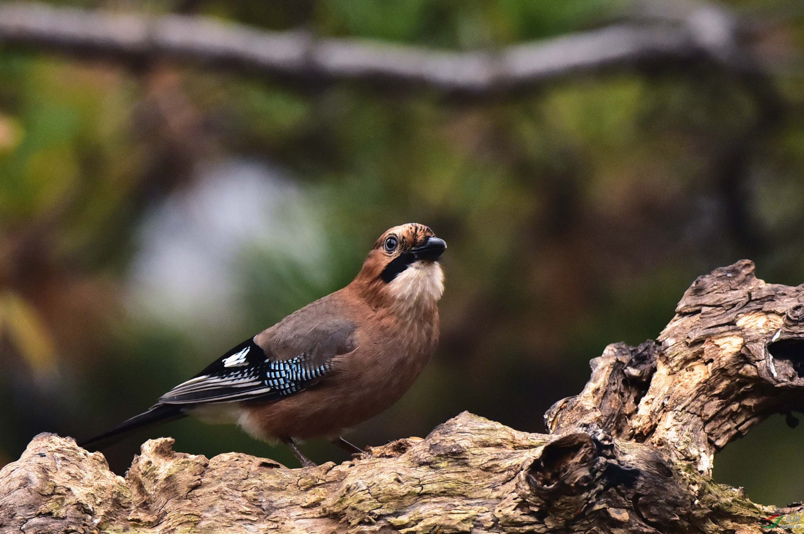 聪明的鸦科鸟类