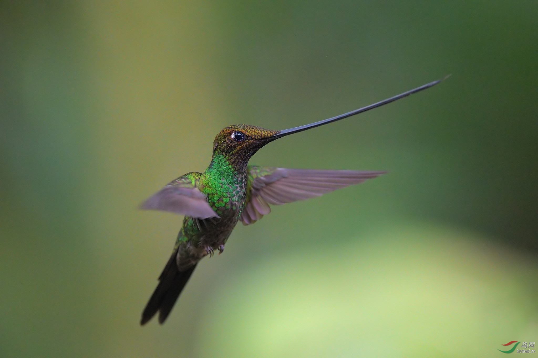 剑嘴蜂鸟剑嘴蜂鸟20连拍祝贺首图荣获首页精华图片