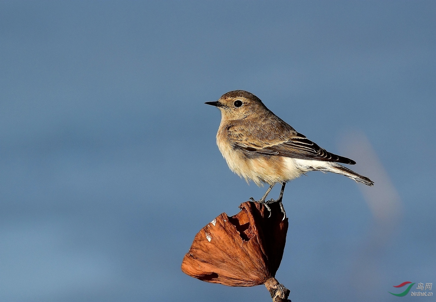 白顶鵋 - 内蒙古版 neimenggu 鸟网