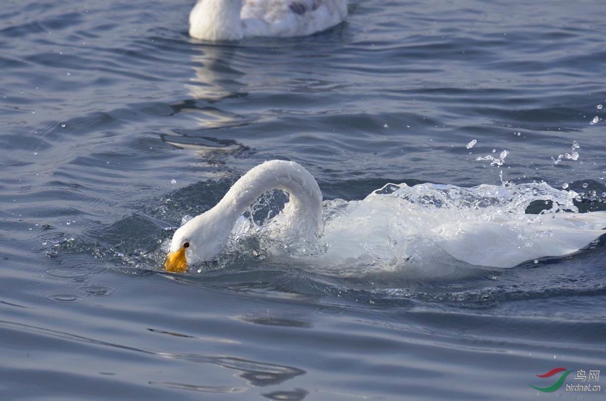 天鹅入水