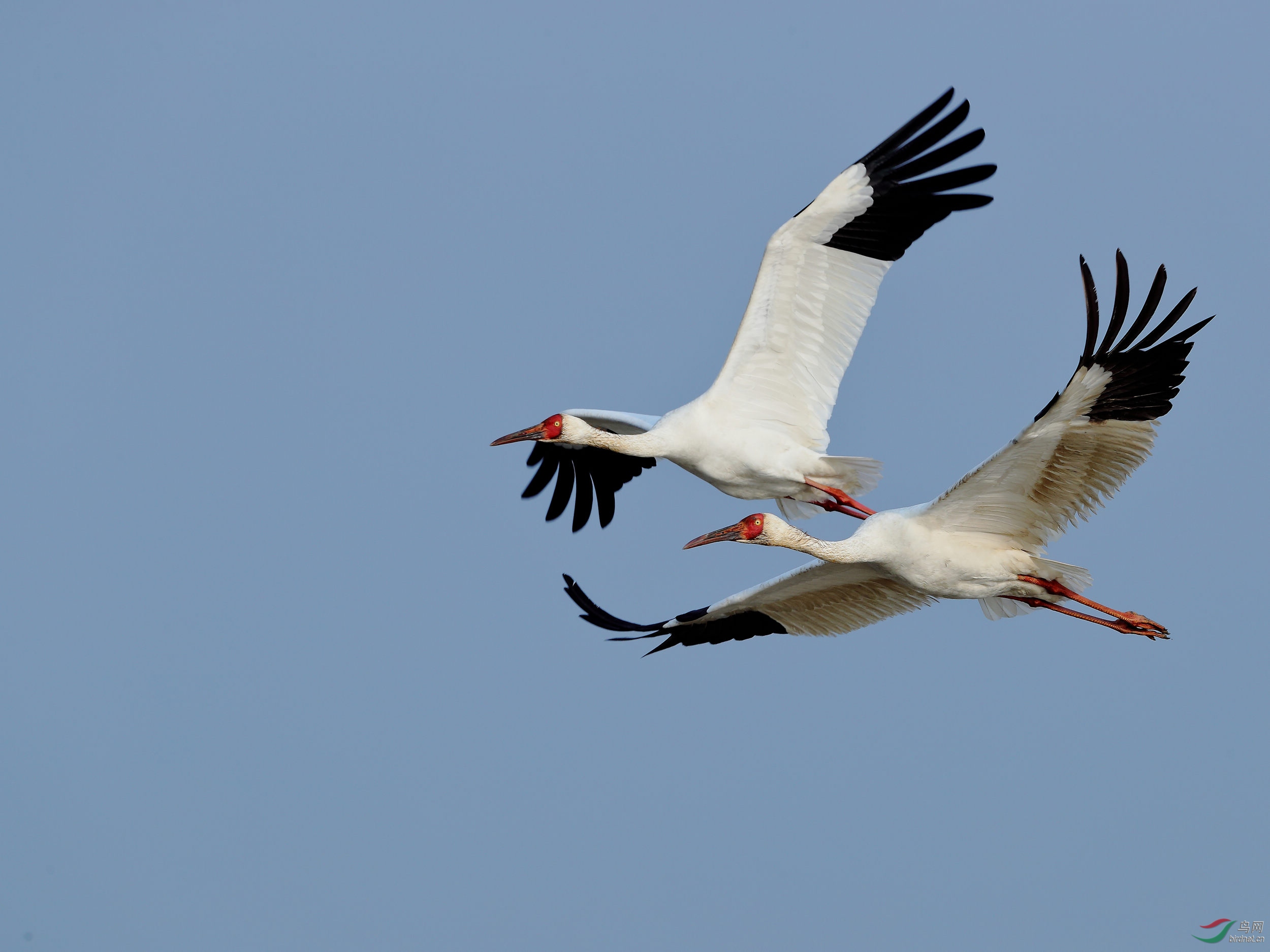 飞行的白鹤