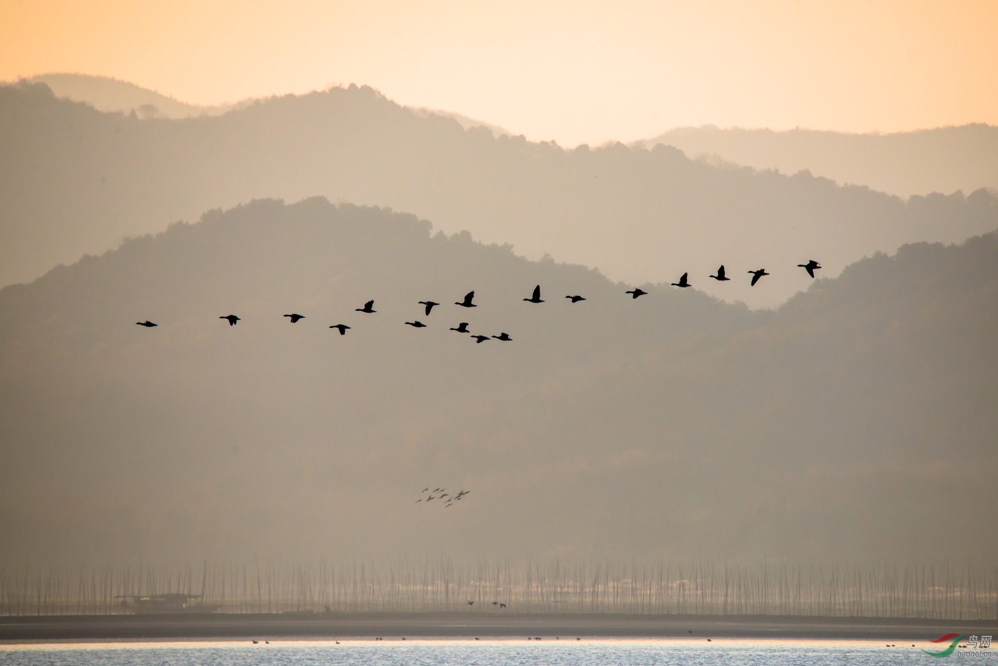 朝霞青山大雁过