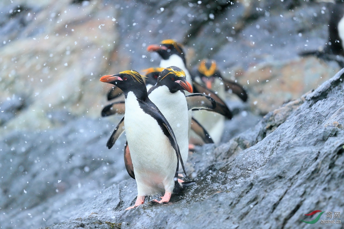 9马克罗尼企鹅macaroni penguin.jpg