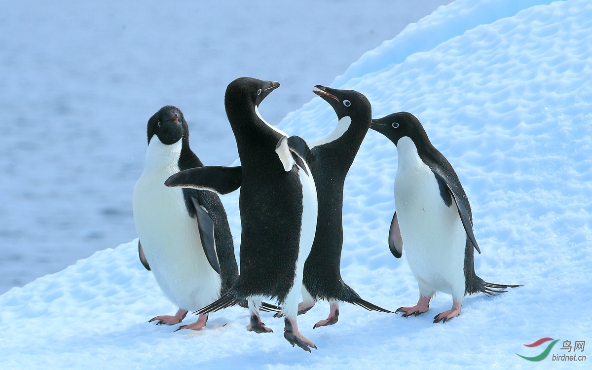 2阿德利企鹅adelie penguin.jpg