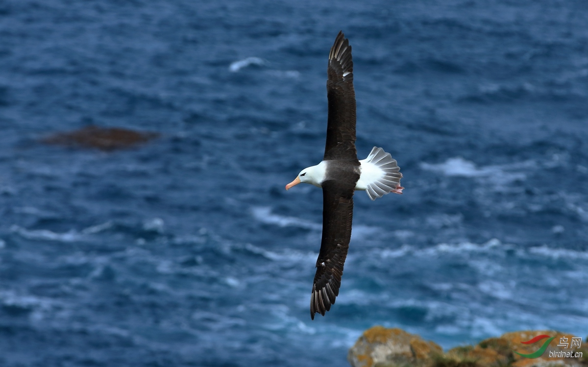 黑眉信天翁black-browed albatross.jpg