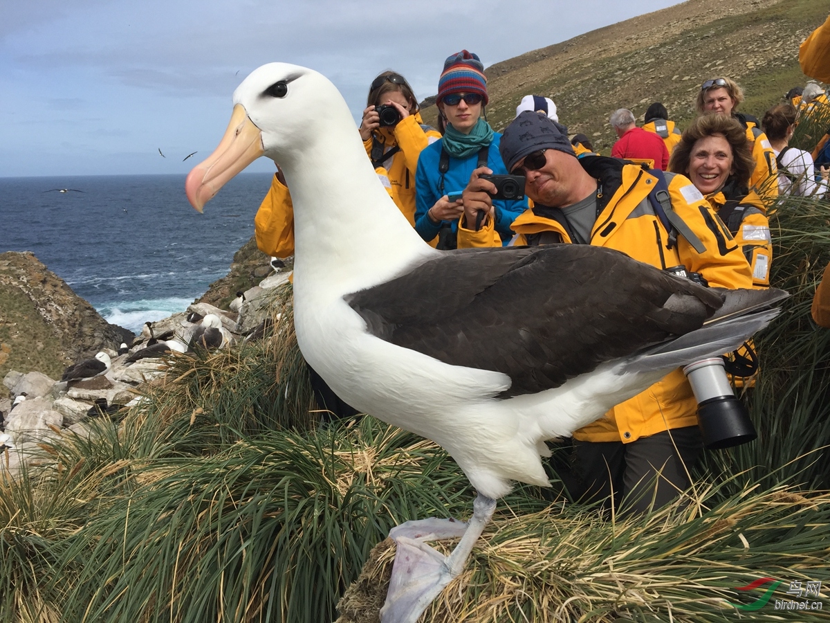 21黑眉信天翁black-browed albatross(手机版).jpg
