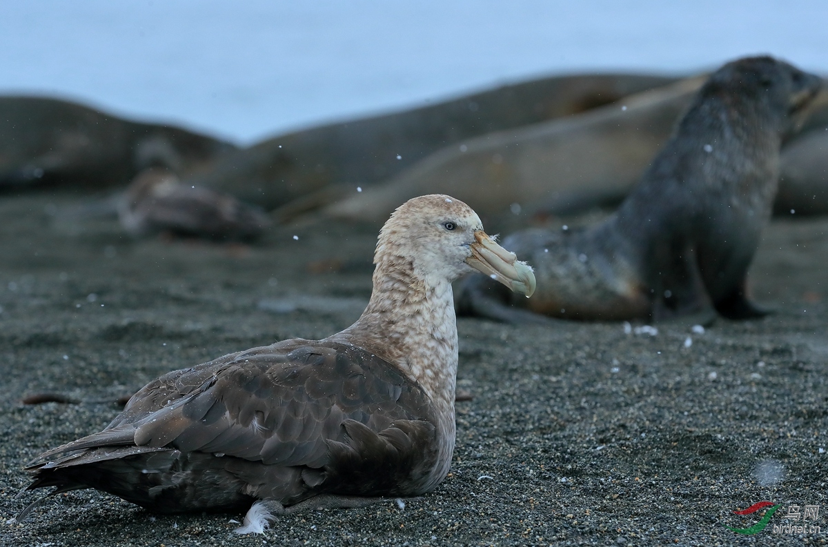 霍氏巨鹱northern giant-petrel.jpg