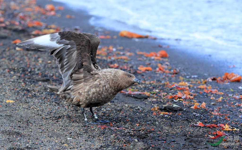 灰贼鸥south polar skua.jpg