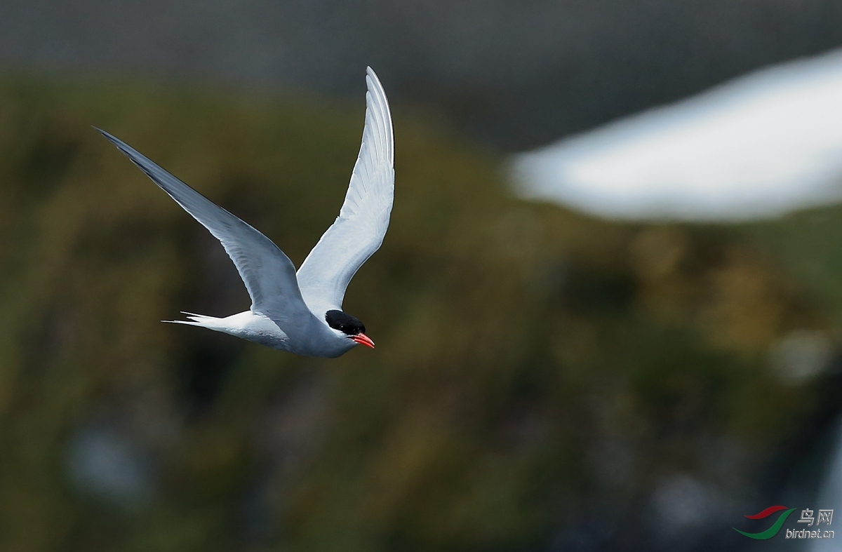 南极燕鸥antarctic tern.jpg
