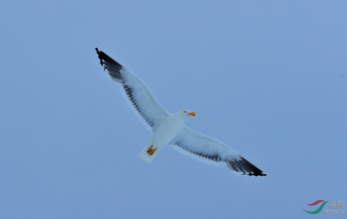 黑背鸥kelp gull.jpg