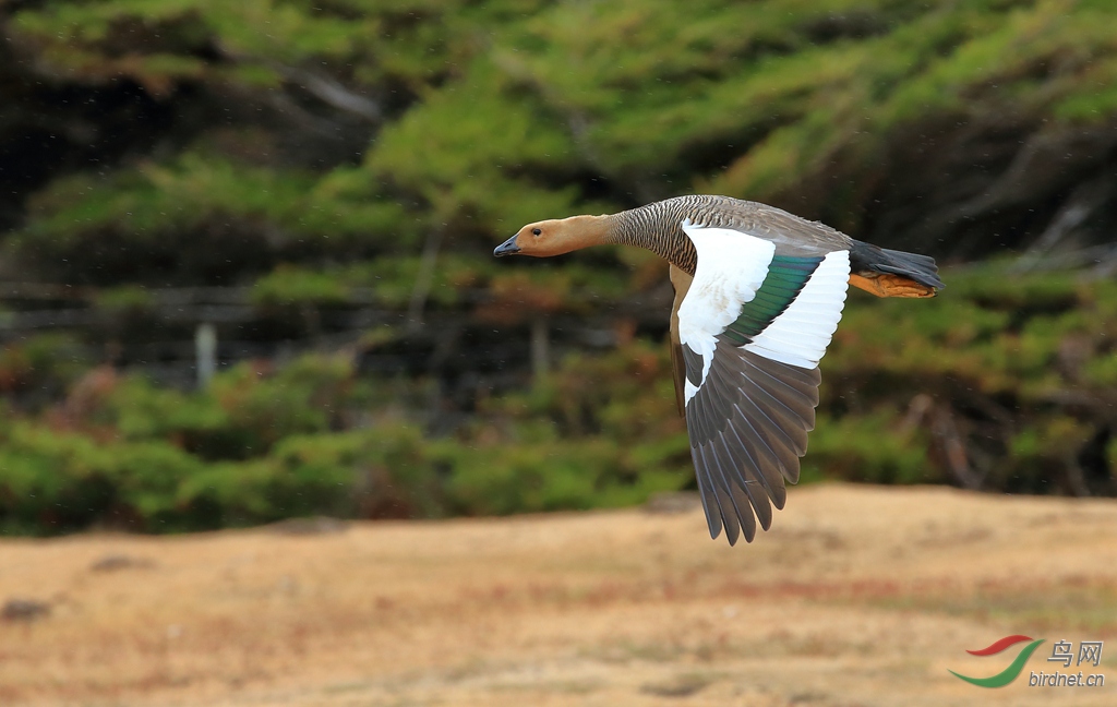 棕頭草雁ruddy-headed goose.jpg