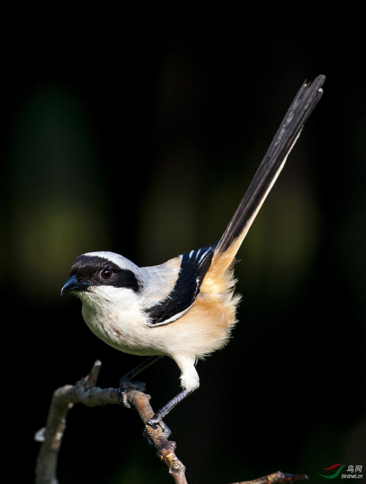 161126 棕背伯劳long-tailed shrike