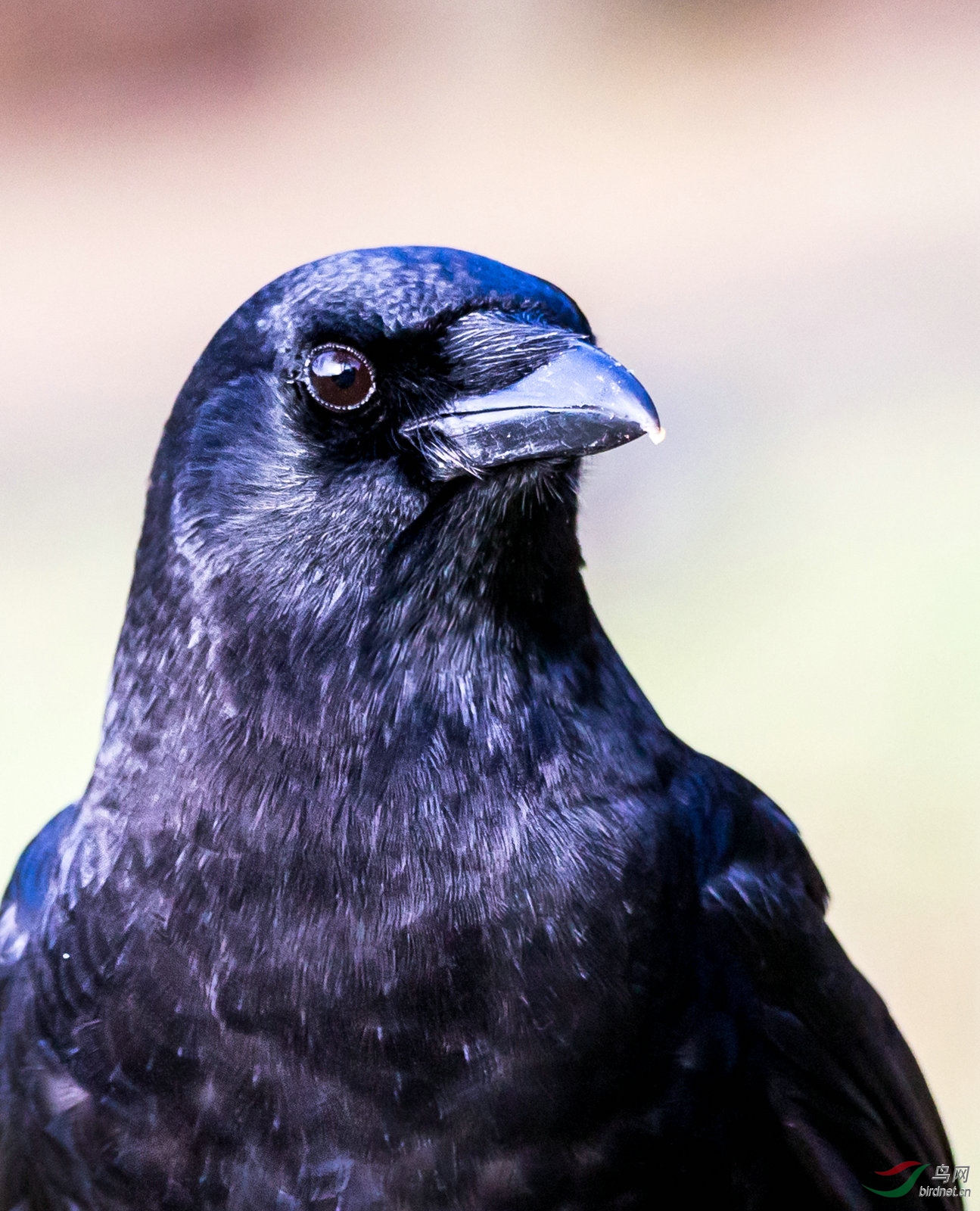 我虽然黑但我不牙碜北美乌鸦