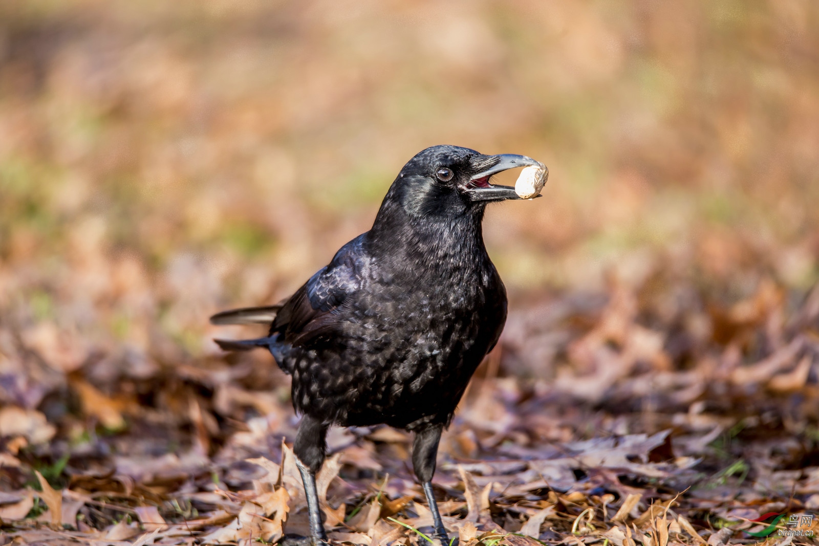 我虽然黑但我不牙碜北美乌鸦