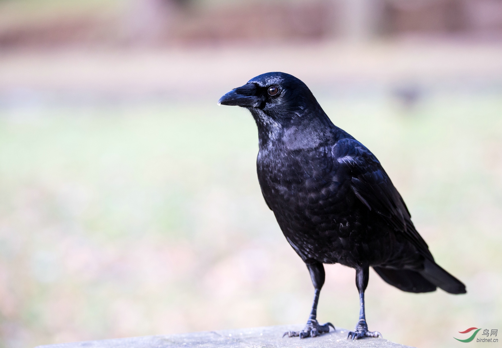 我虽然黑但我不牙碜北美乌鸦