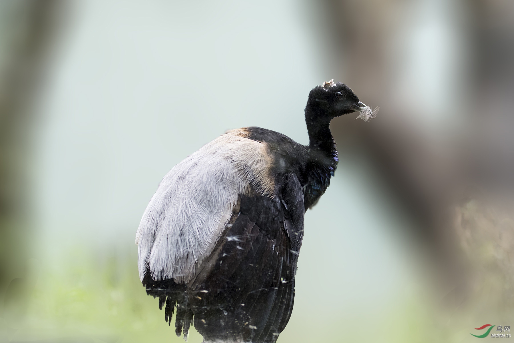 灰翅喇叭声鹤 grey-winged trumpeter