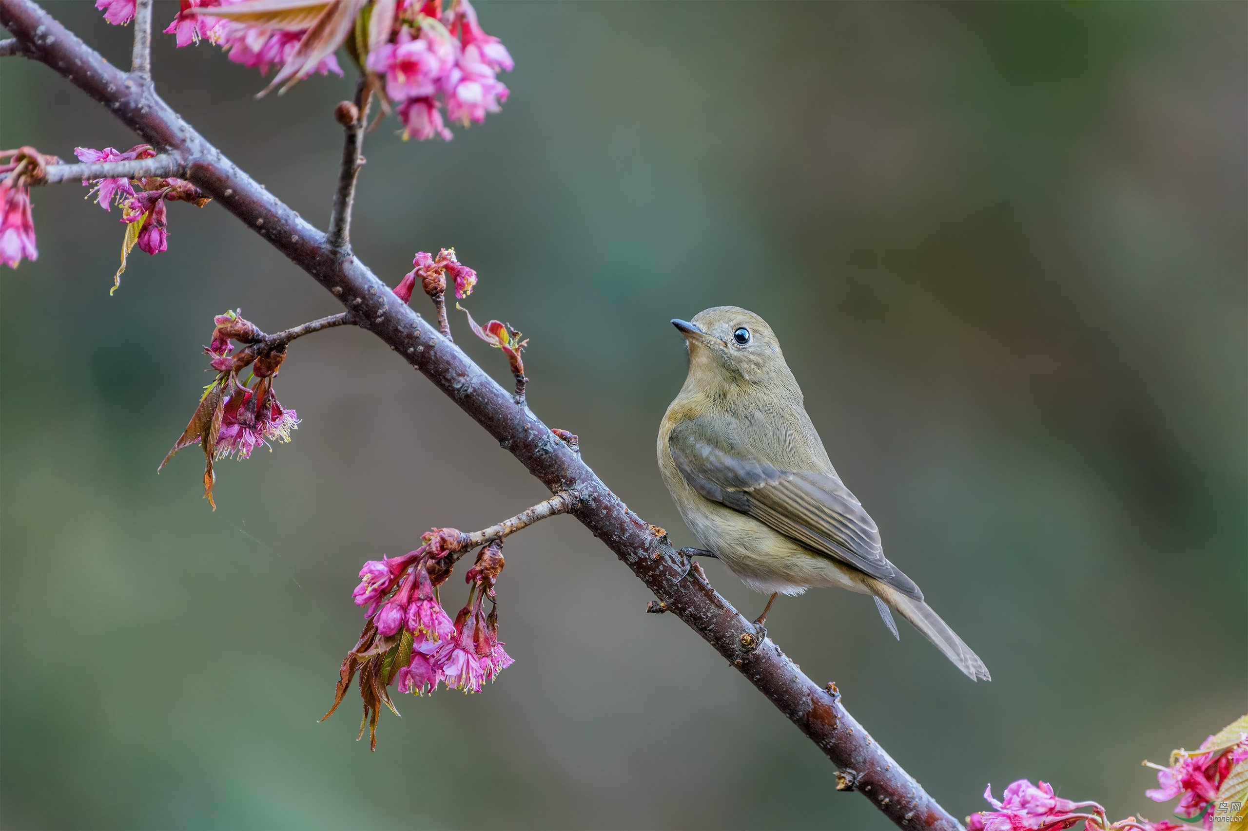 锈胸蓝鸲鹟【母】