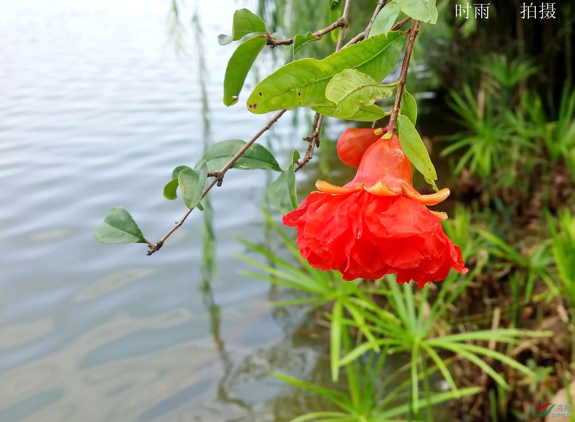 石榴花