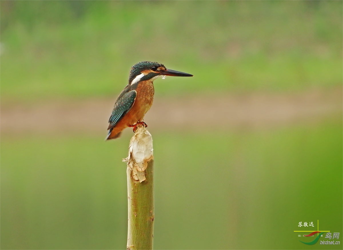 DSCF5758СС.jpg