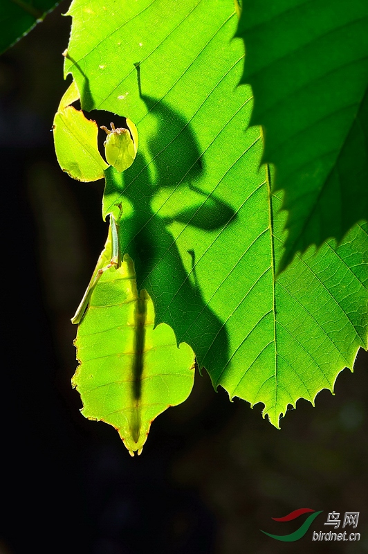 叶修螽斯和几只甲虫
