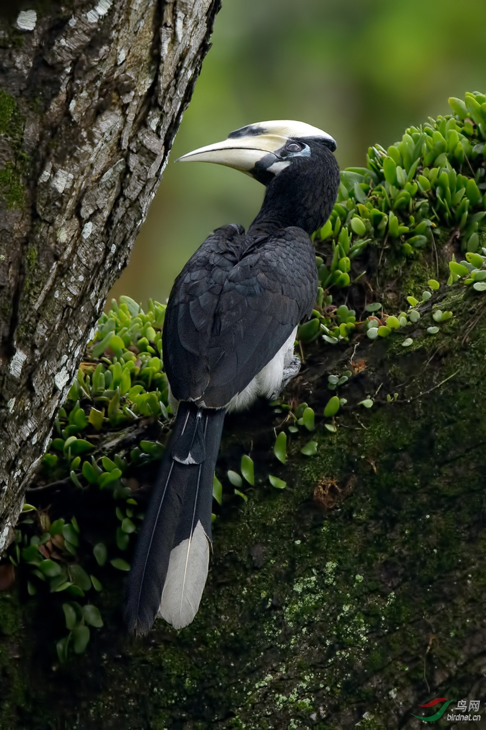 冠斑犀鸟 oriental pied hornbill