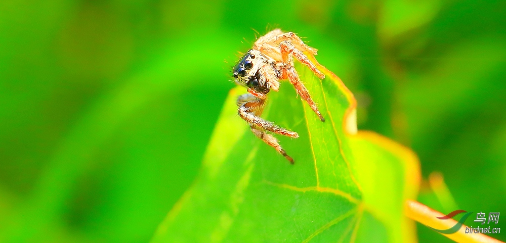漂亮的黑头跳蛛
