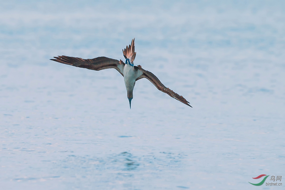 蓝脚鲣鸟蓝脚鲣鸟贺获每日精华