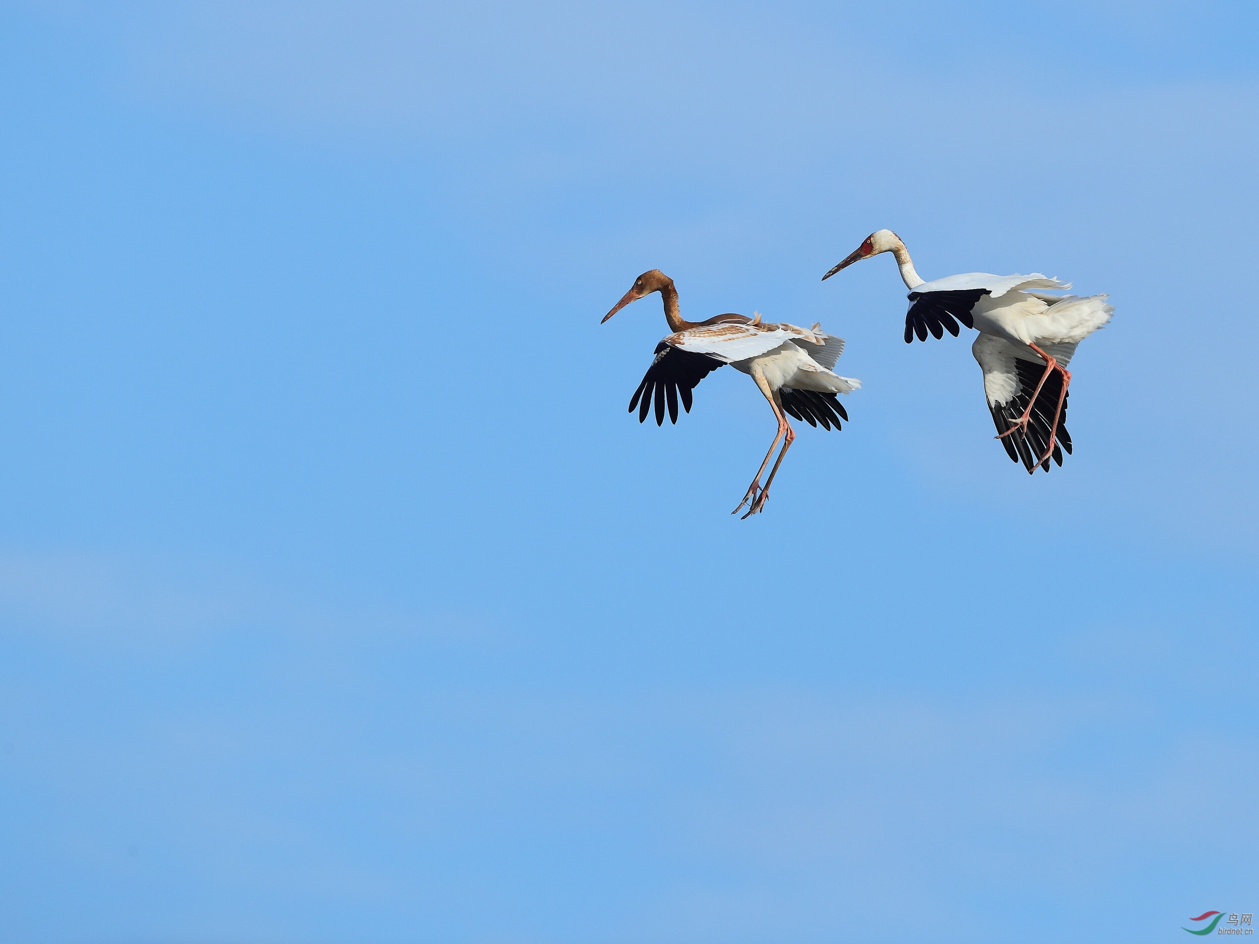 高超的白鹤飞行姿态