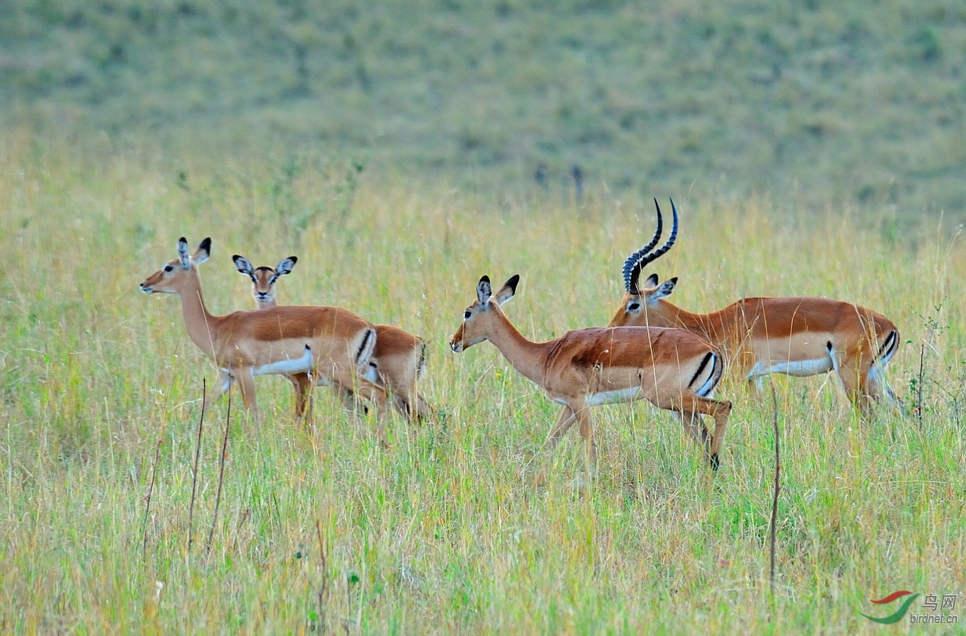 高角羚黑斑羚俗称