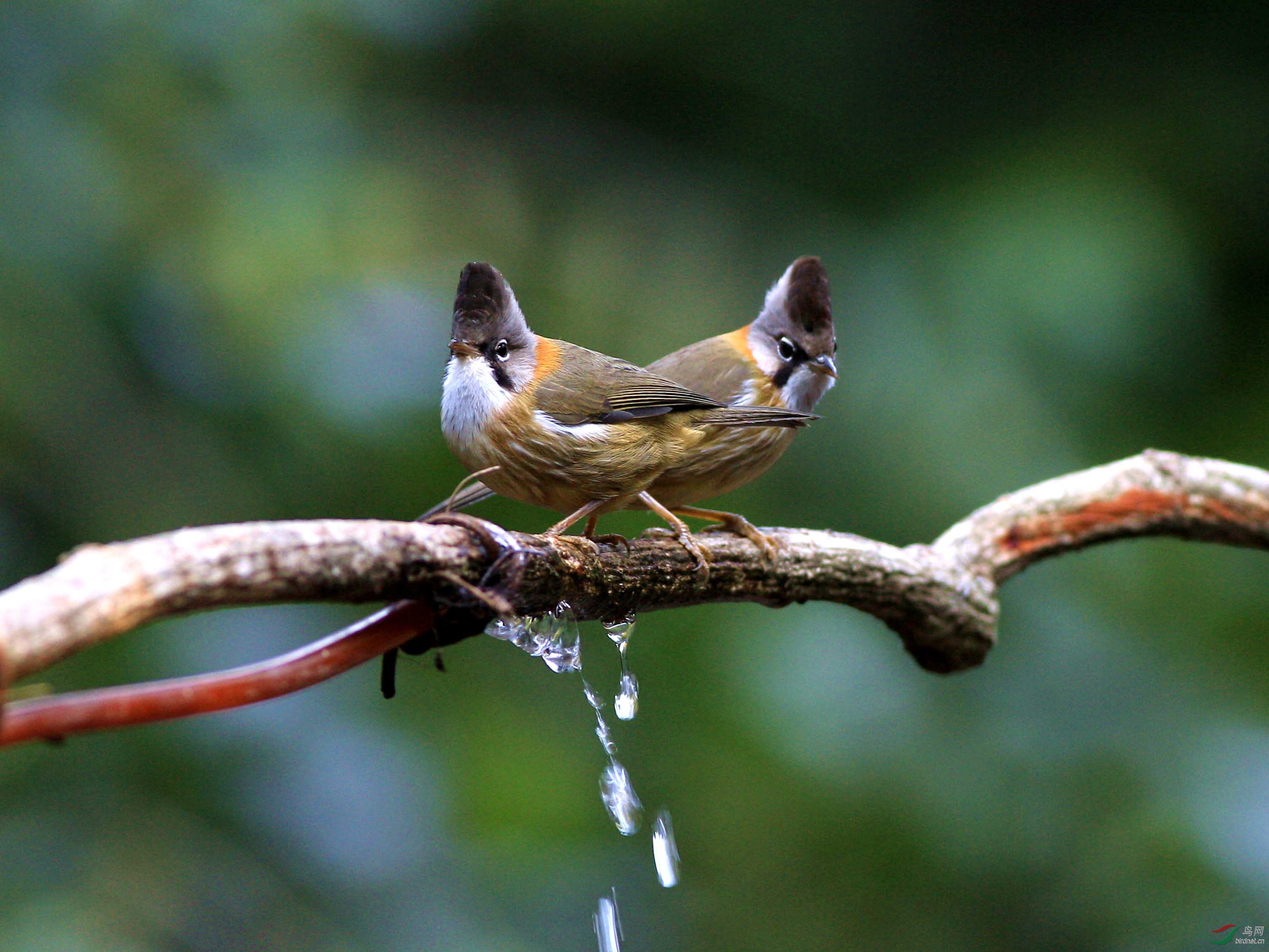 黄颈凤鹛--第一次百花岭拍鸟,过瘾啦!