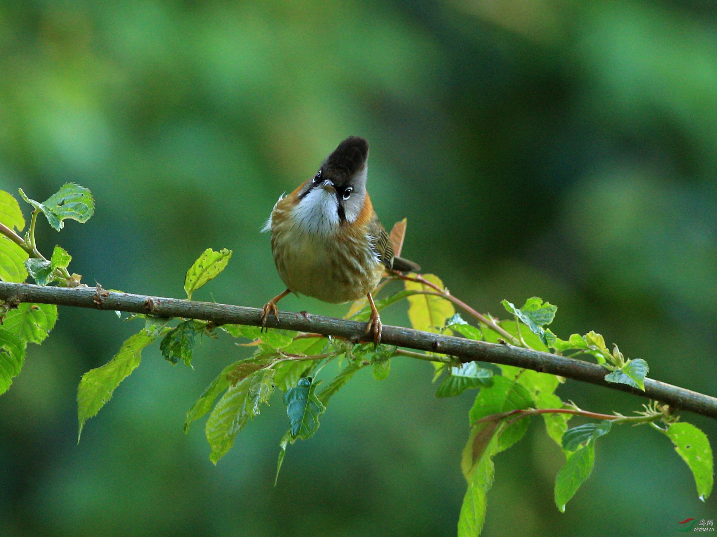 黄颈凤鹛-第一次百花岭拍鸟,过瘾啦!