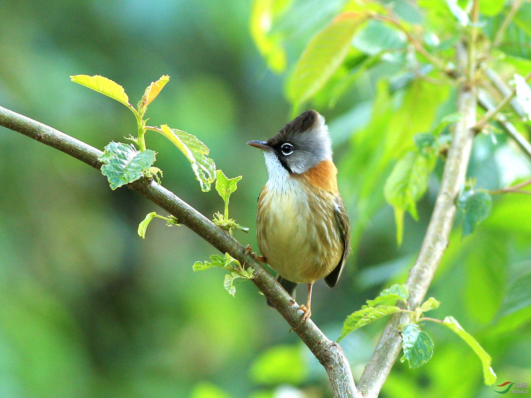 黄颈凤鹛-第一次百花岭拍鸟,过瘾啦!