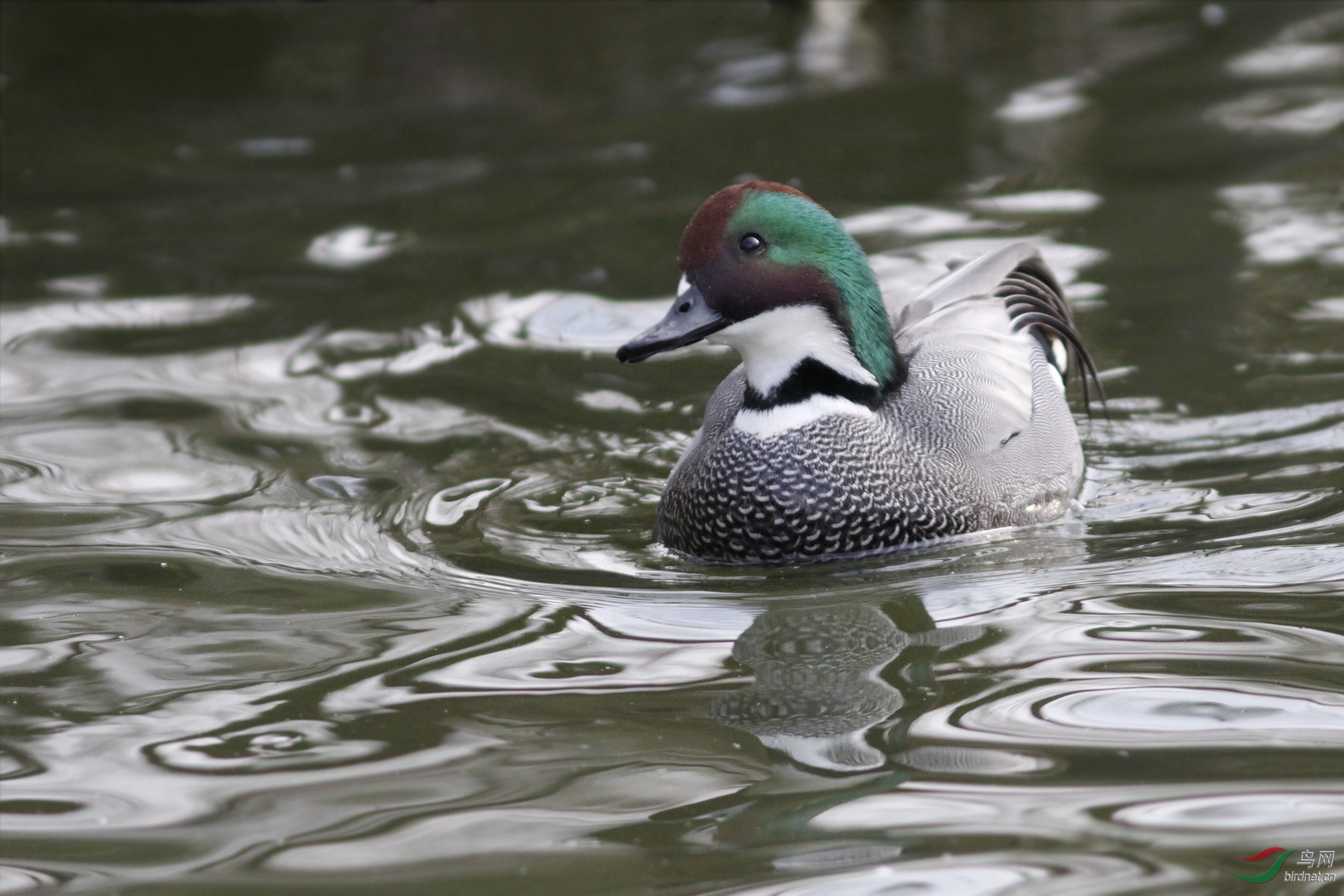 湖面上的漂亮野鸭