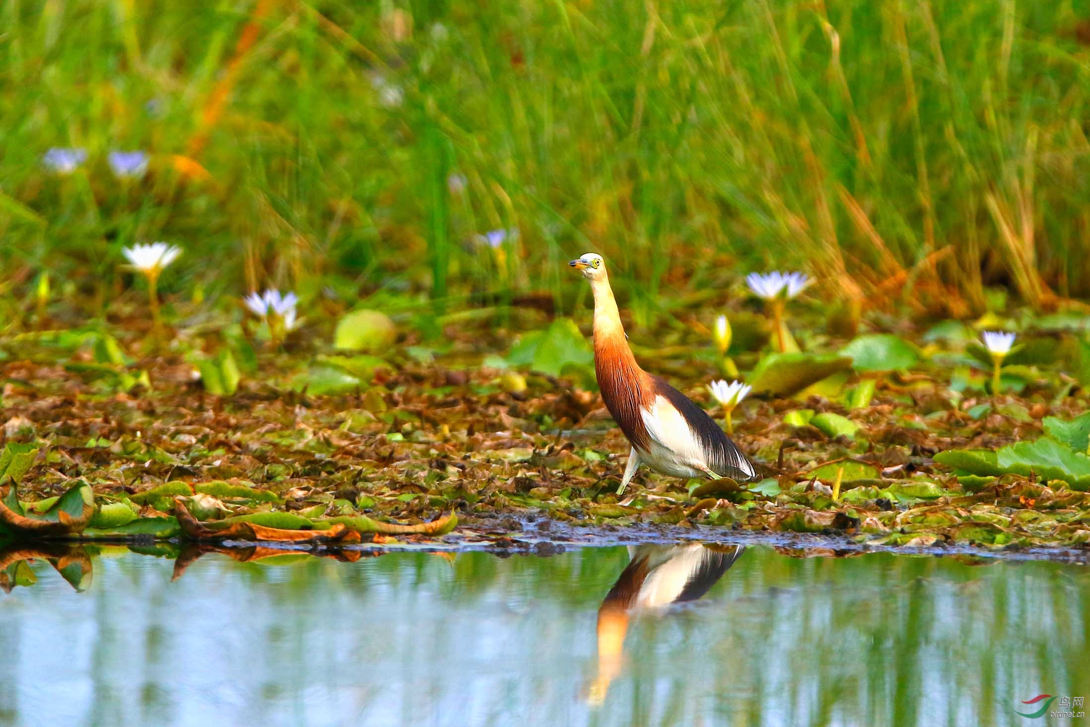 爪哇池鹭2.jpg