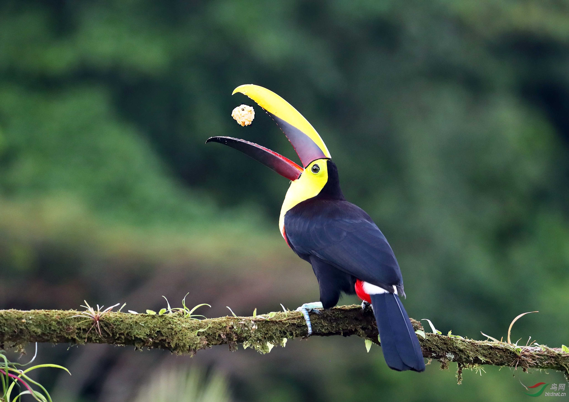 (黑嘴巨嘴鸟)"寓食于乐"-祝贺老师荣获首页精华