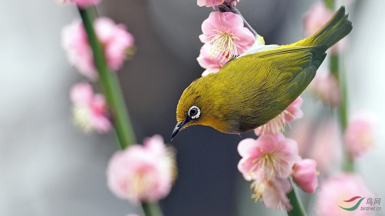 梅花鸟图--暗绿绣眼
