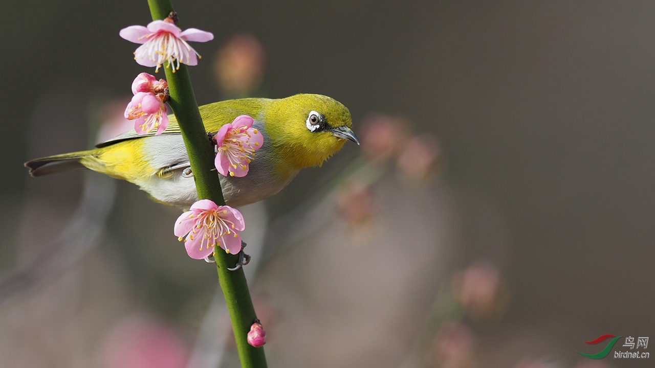 梅花鸟图--暗绿绣眼