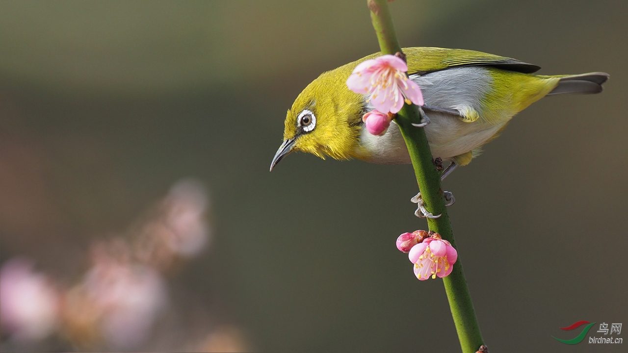 梅花鳥圖--暗綠繡眼