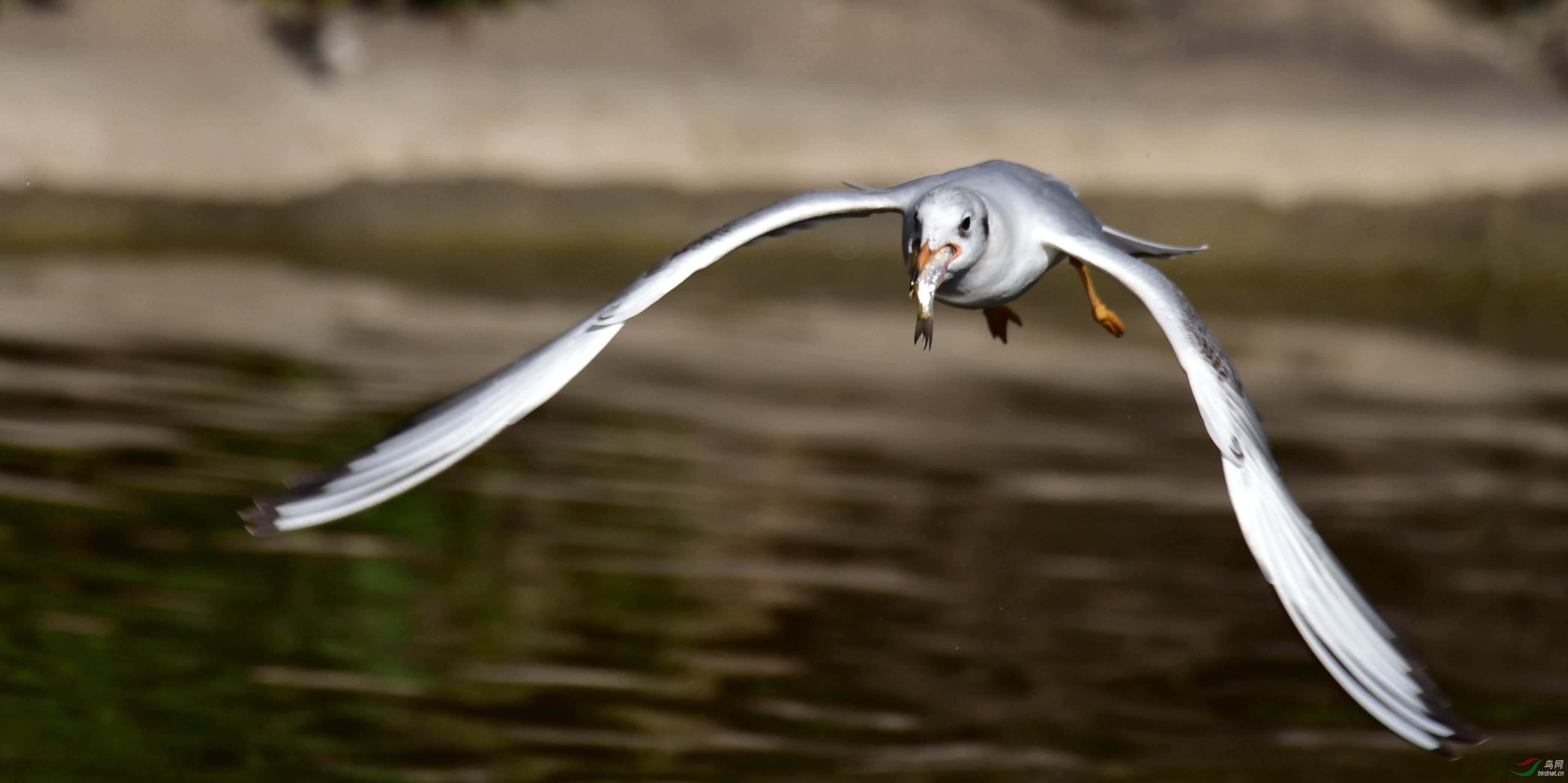 昆明市鸟海鸥吃鱼
