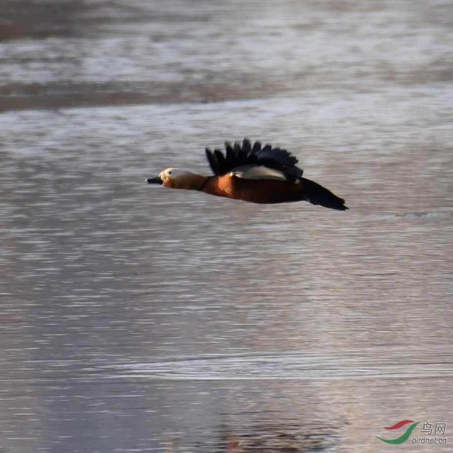 1.�ڵ����������