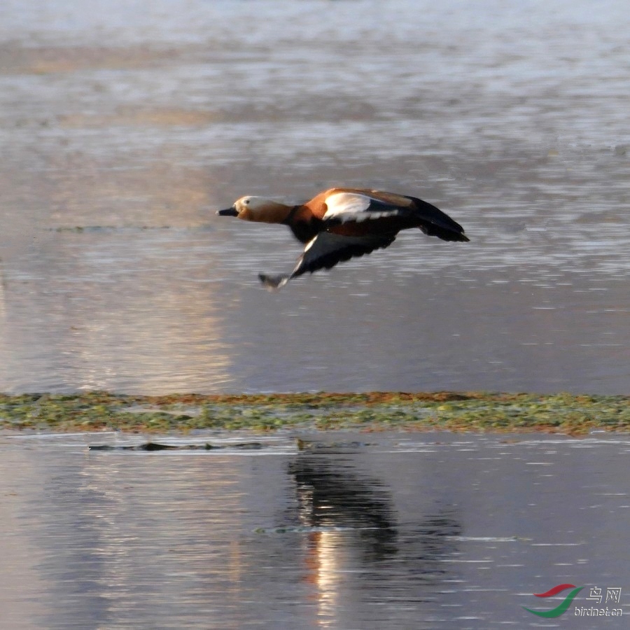 2.�ڵ���������