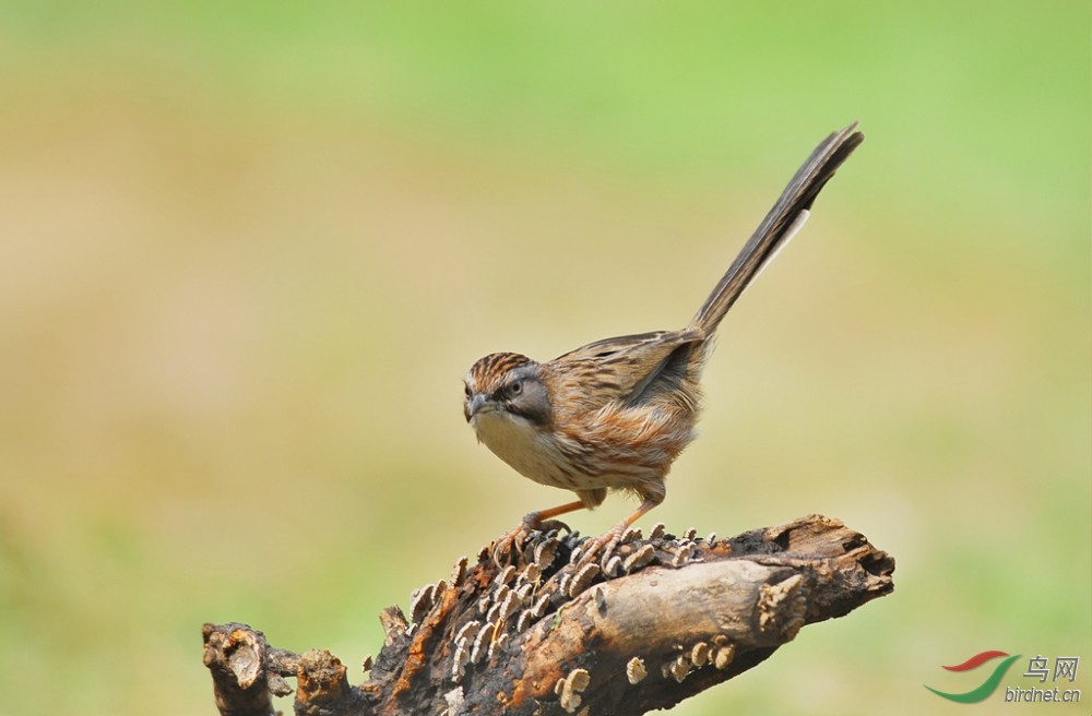 外号大尾巴狼---山鹛