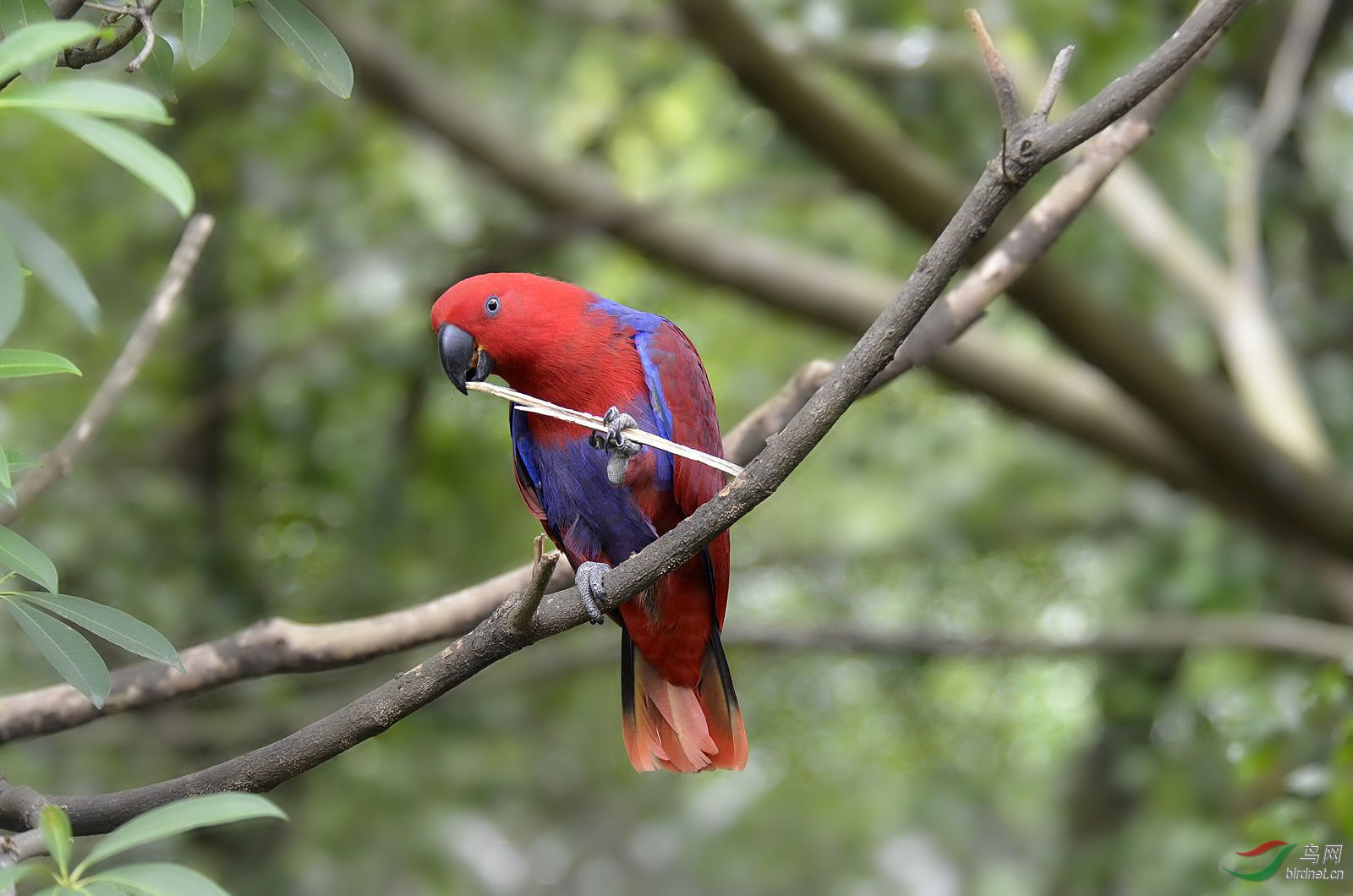 新加坡折衷鹦鹉母