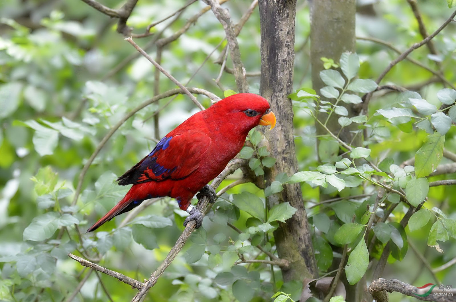 新加坡 折衷鹦鹉 母