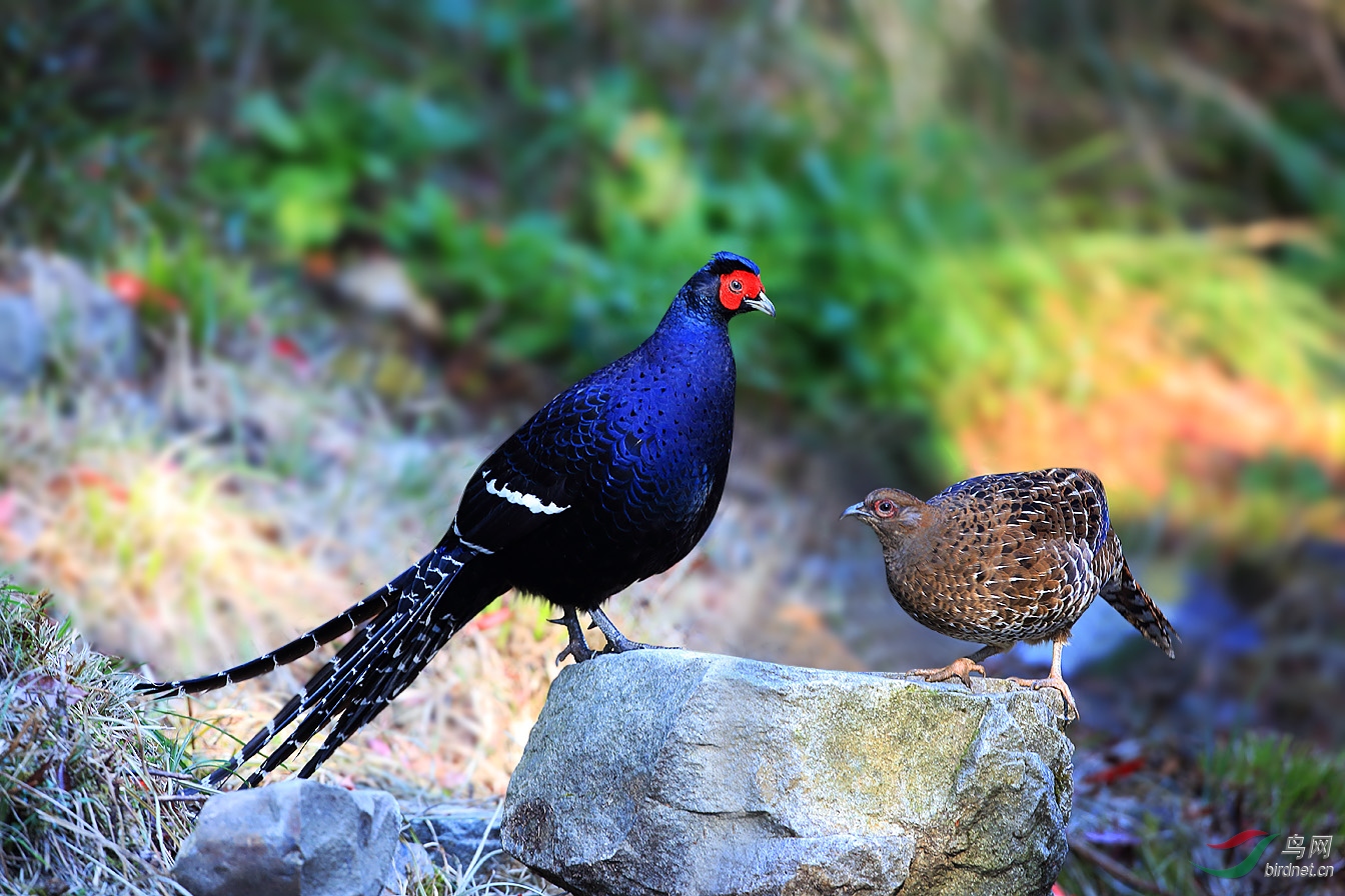 黑长尾雉黑长尾雉祝贺荣获首页精华