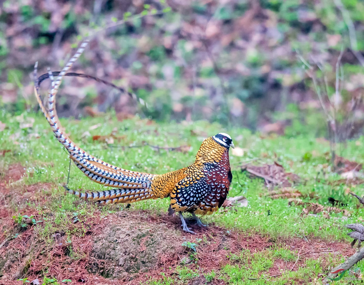 白冠长尾雉祝湖北版老师们新春快乐荣获首页精华